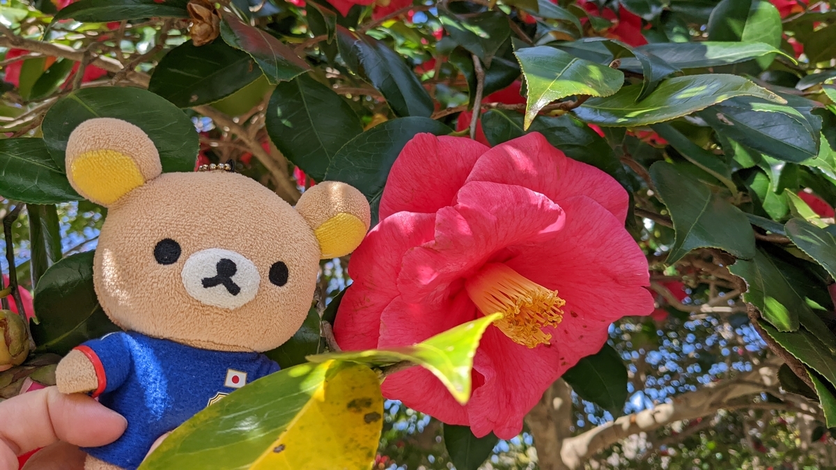 f:id:pandayama:20220323160855j:plain