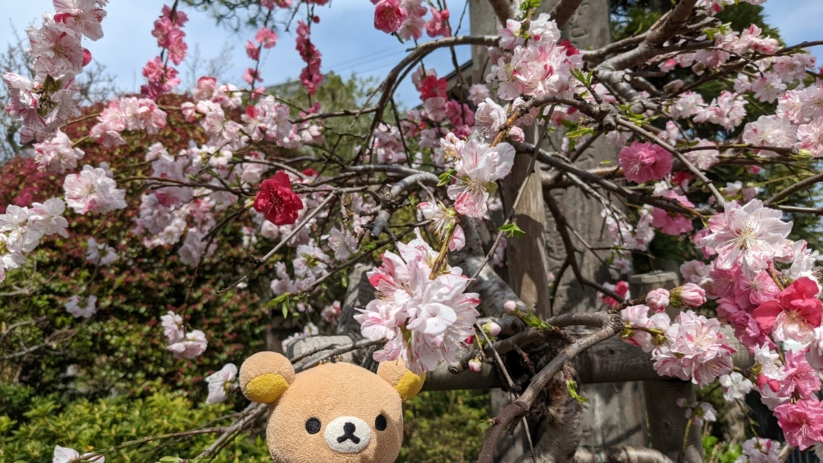 f:id:pandayama:20220401080344j:plain