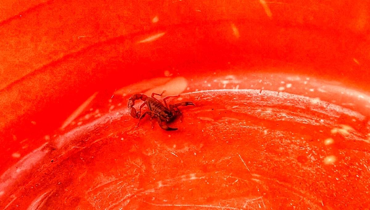 f:id:pandoralover:20200121195413j:plain