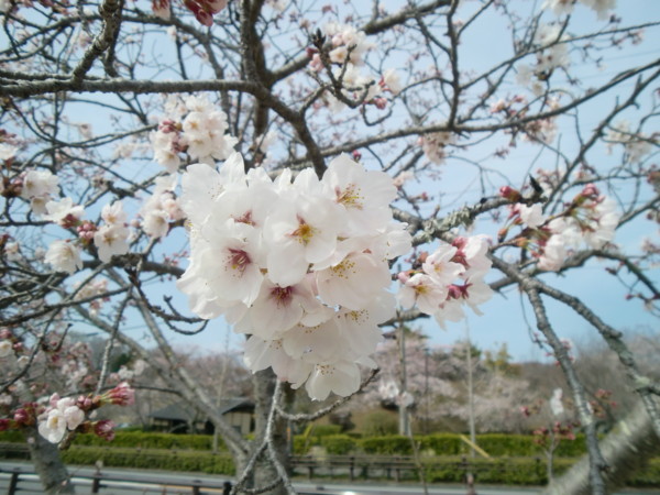 f:id:pang:20090406183943j:image f:id:pang:20090406183943j:image