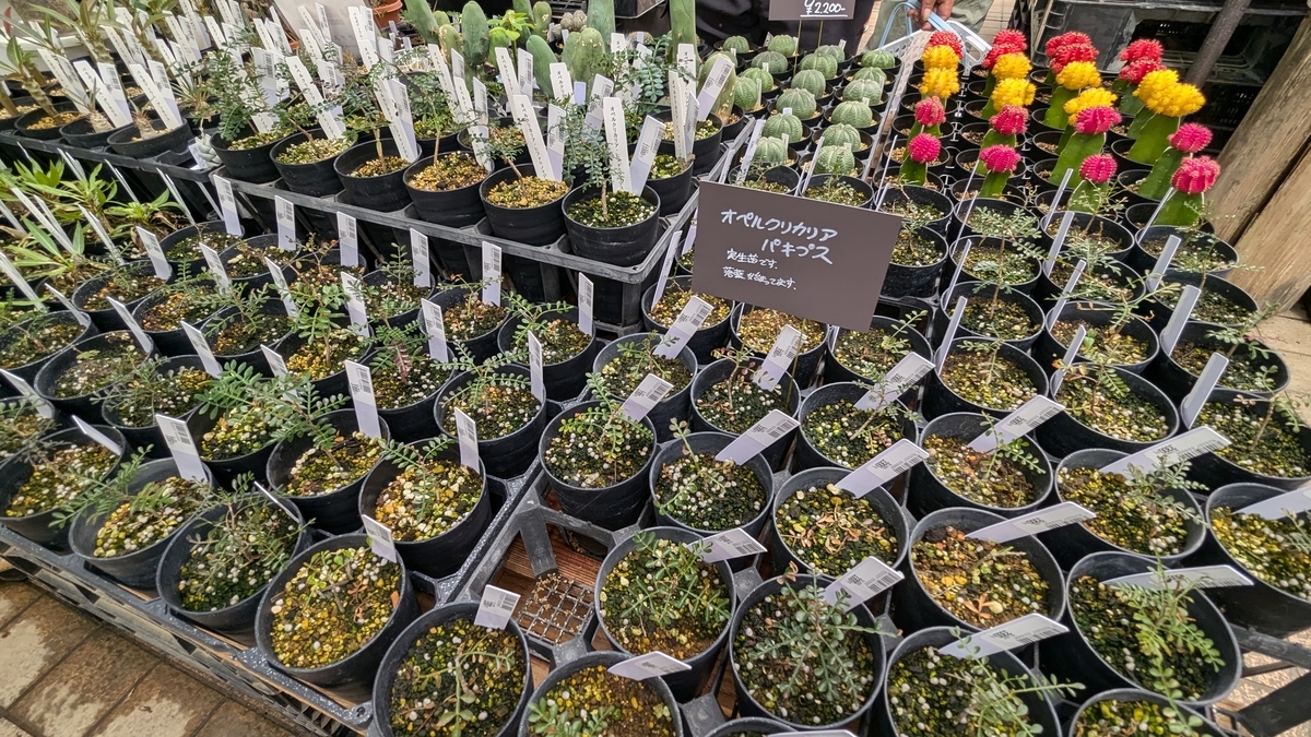 BIBILAB(ビビラボ) ビザールプランツラック LPR-800-BK 植物