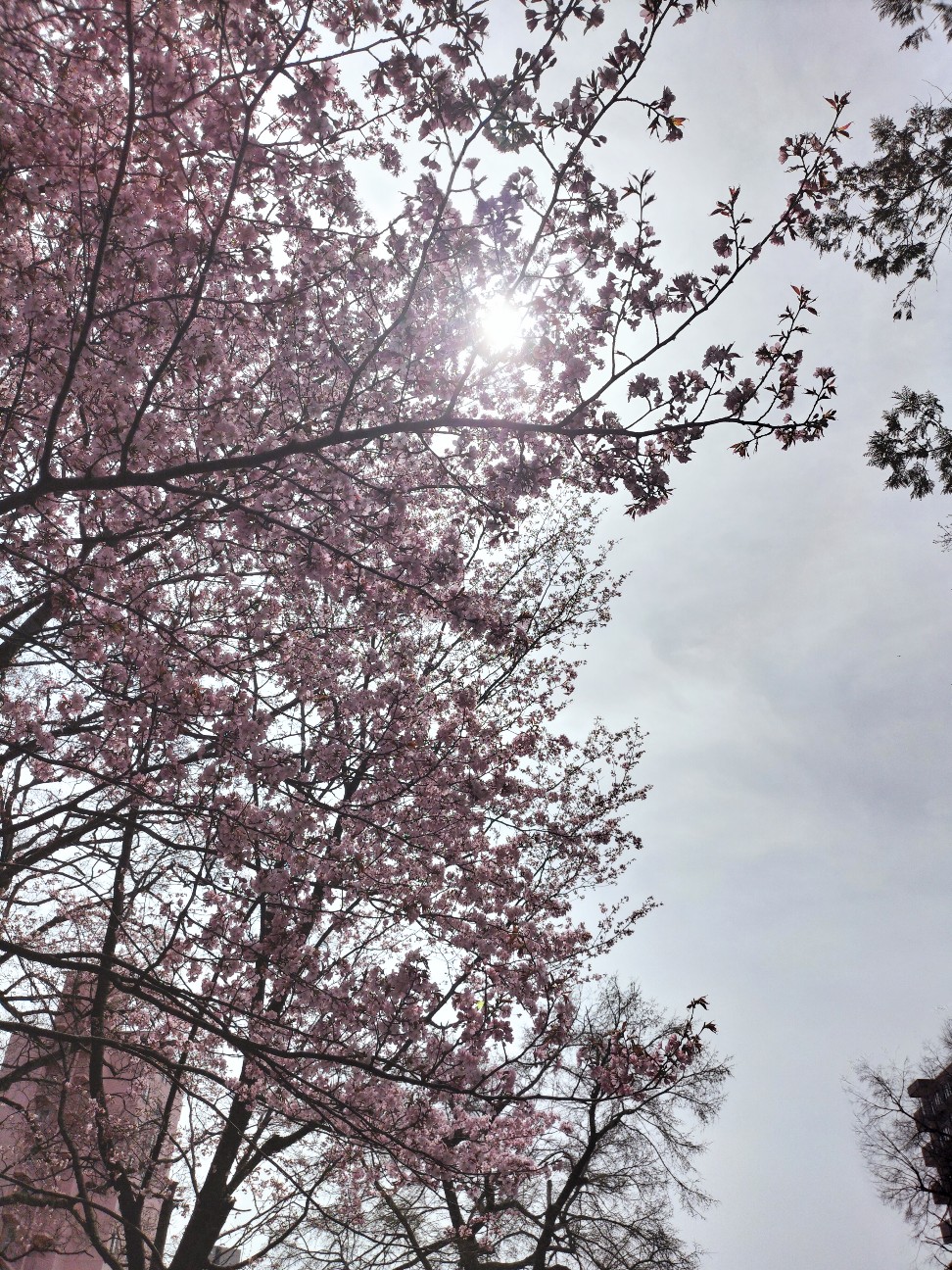 f:id:panko1968:20260428130105j:image