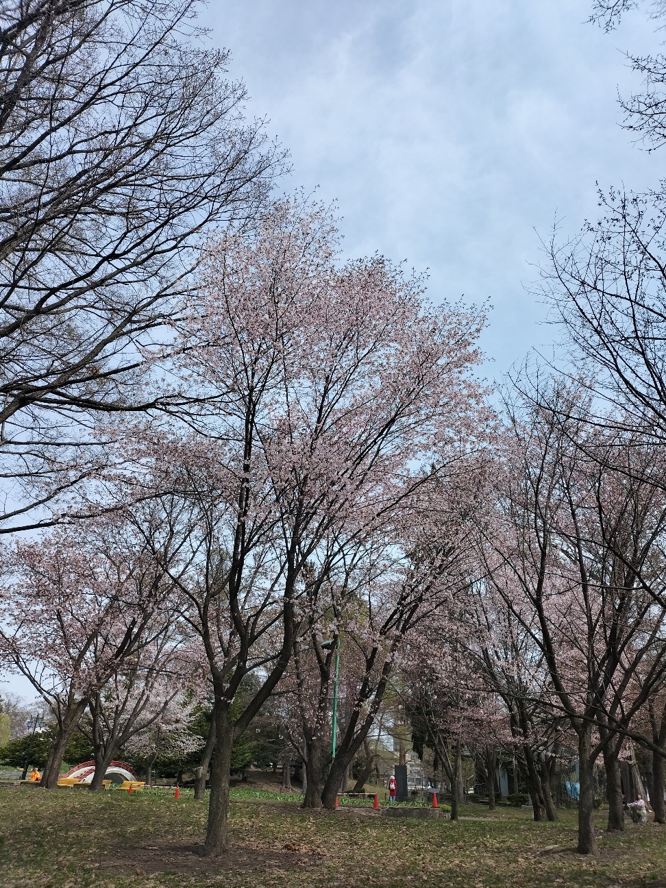 f:id:panko1968:20260428130117j:image