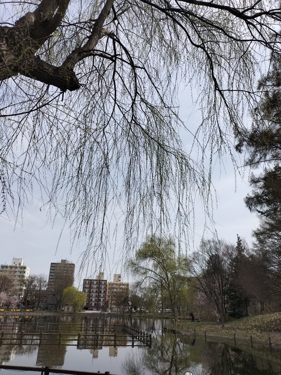 f:id:panko1968:20260428130128j:image