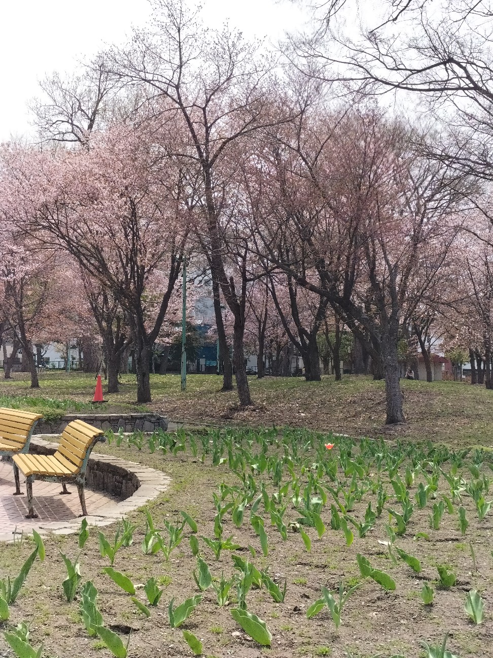 f:id:panko1968:20260428130144j:image
