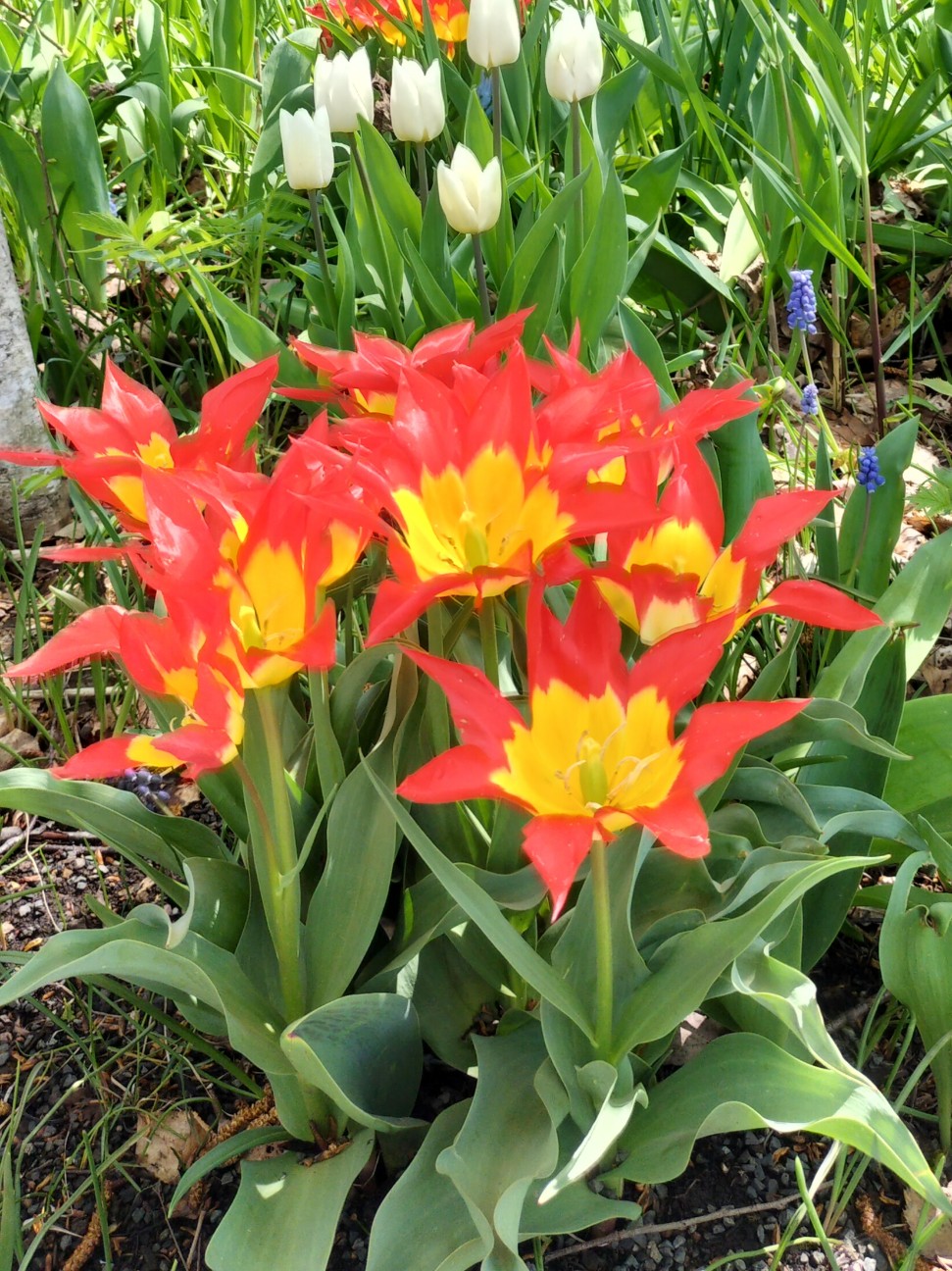 f:id:panko1968:20260512155134j:image