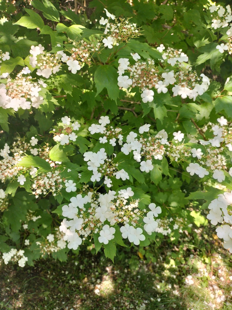 f:id:panko1968:20260614154805j:image