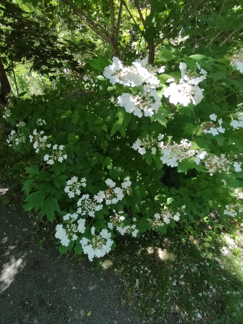f:id:panko1968:20260614154808j:image