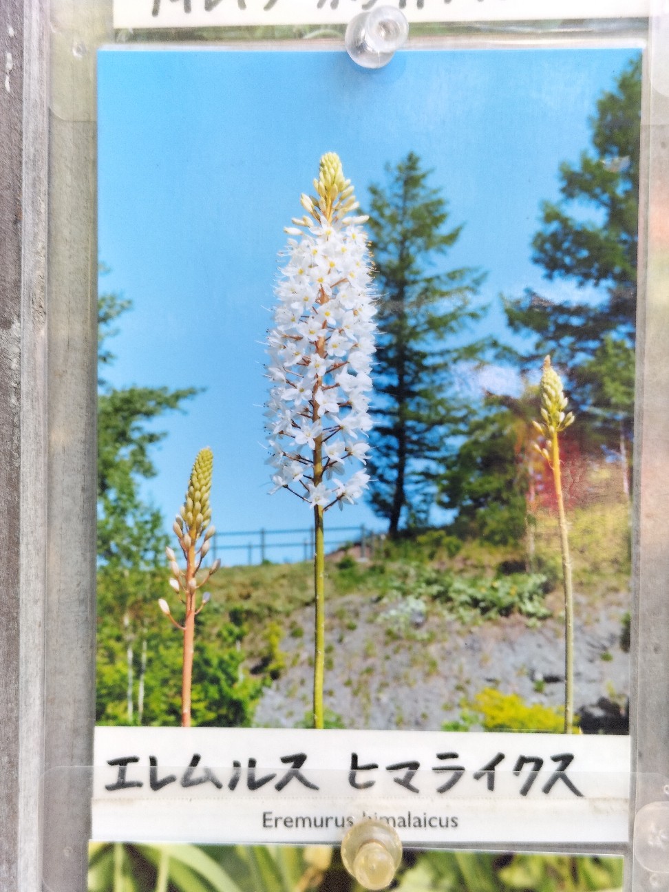 f:id:panko1968:20260614214250j:image