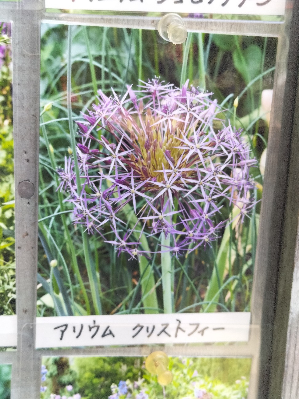 f:id:panko1968:20260614221754j:image