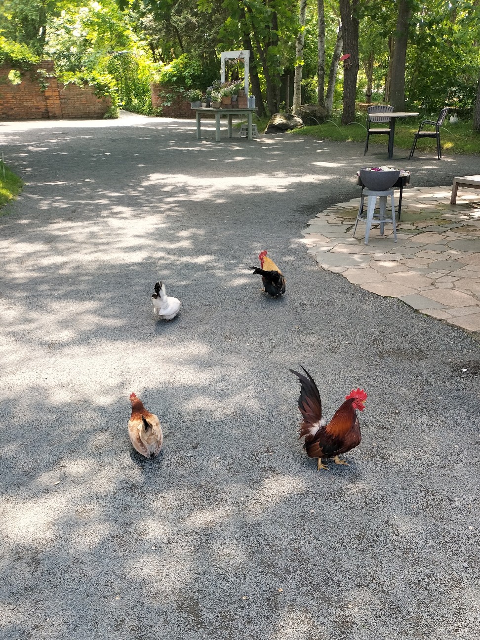 f:id:panko1968:20260615210733j:image