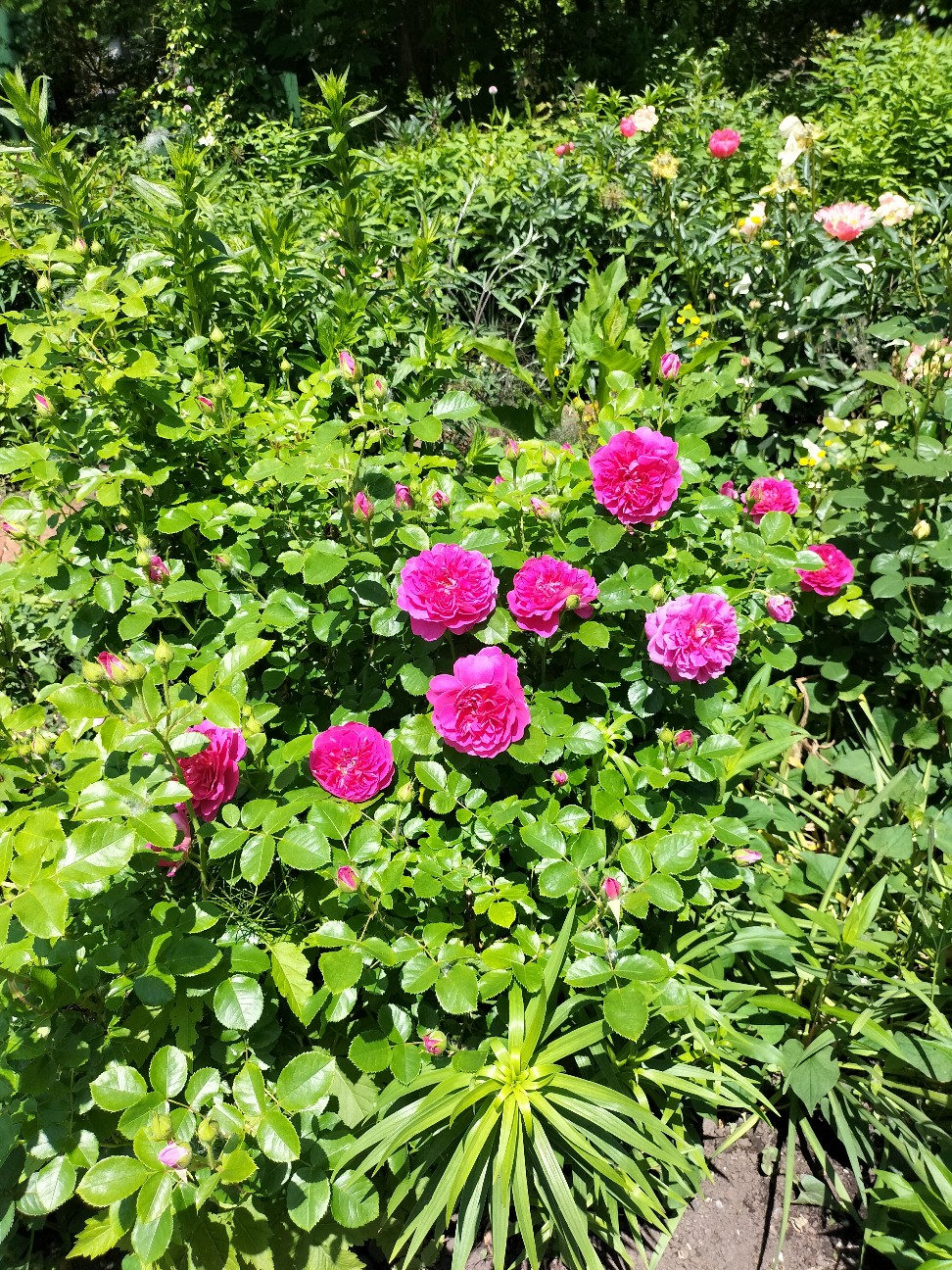 f:id:panko1968:20260616004432j:image