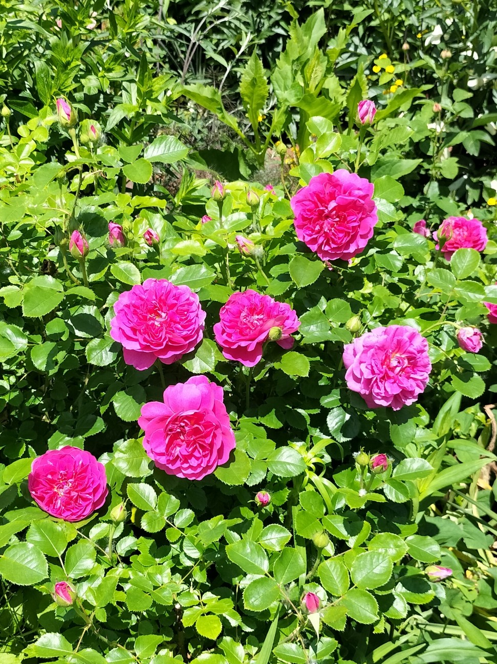 f:id:panko1968:20260616004433j:image
