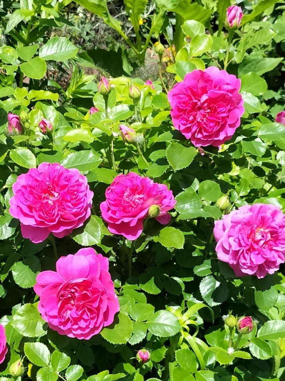 f:id:panko1968:20260616023137j:image