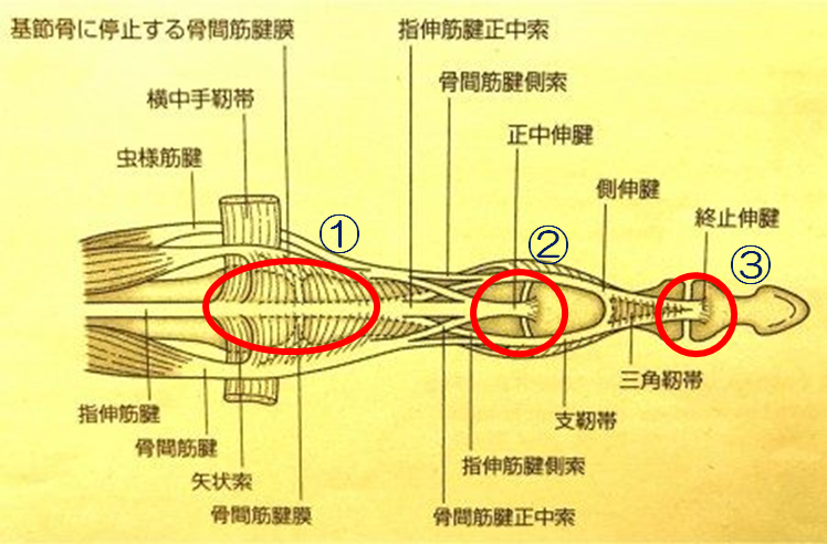 手の解剖、運動を学ぼう!! - まぐろパンお掃除教えてマン合併