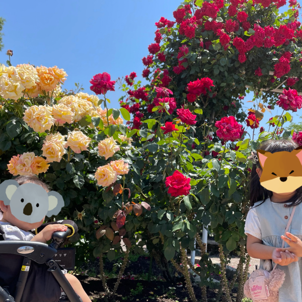 ディズニー英語システム生活 39日目 のんびりディズニー英語システム生活 ディズニー英語システム生活 39日目 のんびりディズニー英語システム生活