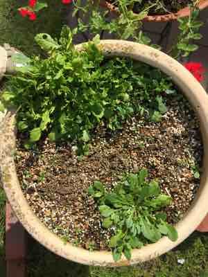 強い植物 サンク エールの冬越し 曇り空から青空に