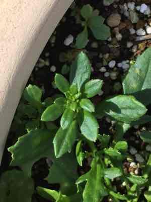 強い植物 サンク エールの冬越し 曇り空から青空に