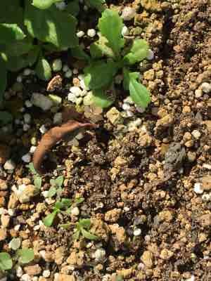 強い植物 サンク エールの冬越し 曇り空から青空に