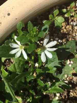 強い植物 サンク エールの冬越し 曇り空から青空に