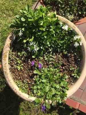 強い植物 サンク エールの冬越し 曇り空から青空に