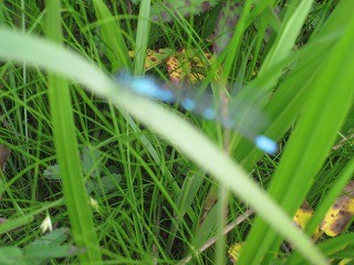 f:id:panthers:20110723075520j:image f:id:panthers:20110723075520j:image