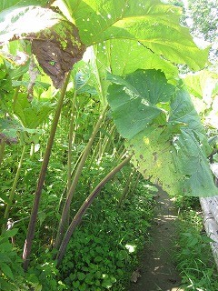 f:id:panthers:20110811053708j:image f:id:panthers:20110811053708j:image