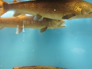 f:id:panthers:20110811054004j:image f:id:panthers:20110811054004j:image