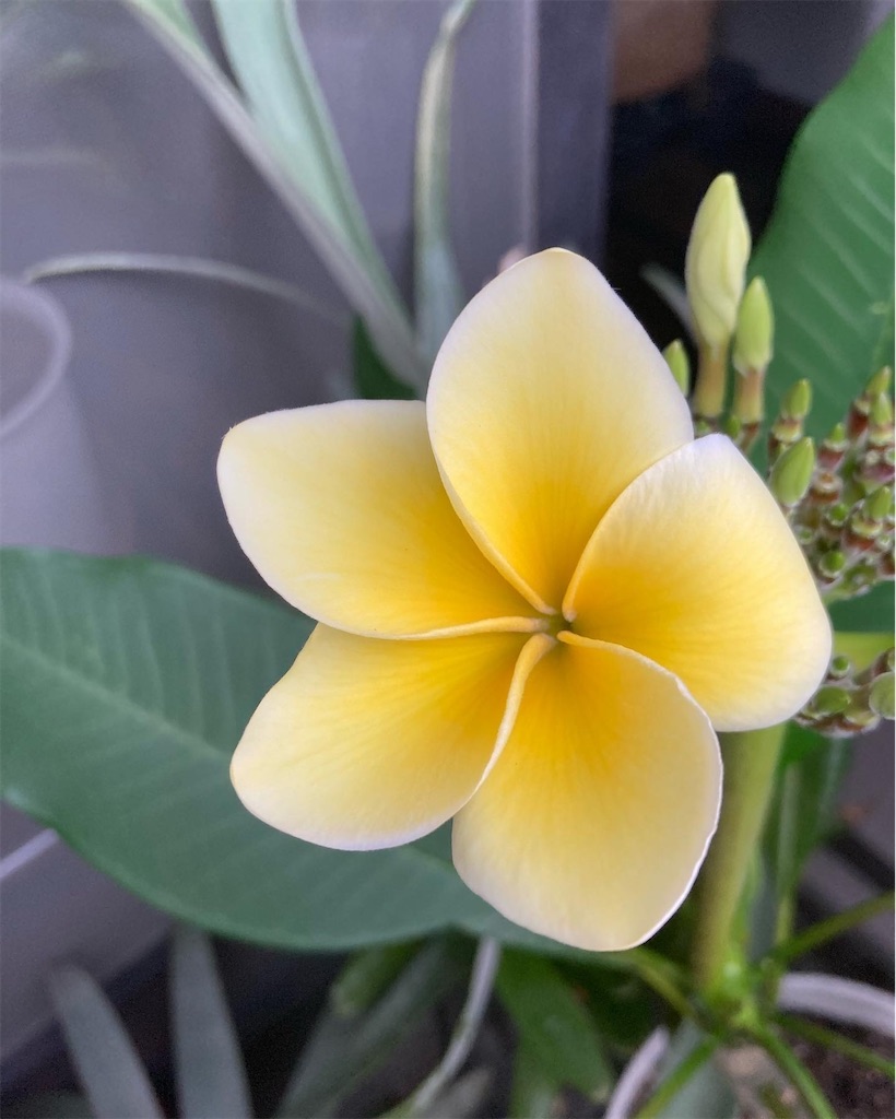 f:id:pantosyokubutu:20230124143959j:image