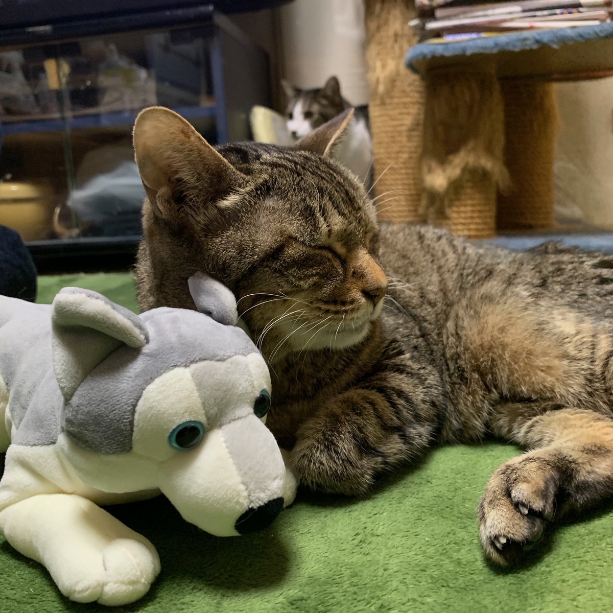 f:id:papa-san:20191214203628j:plain