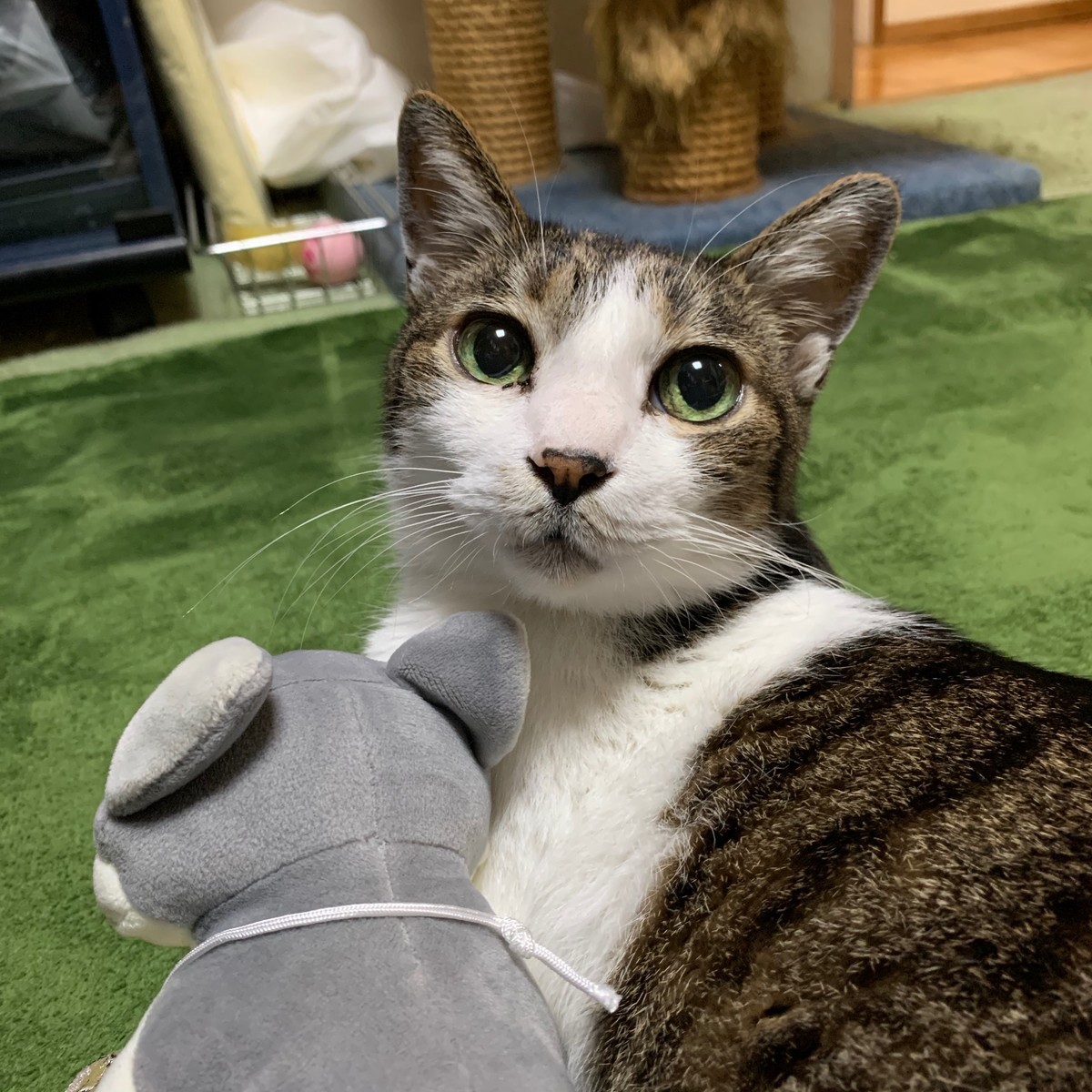 f:id:papa-san:20191214203644j:plain