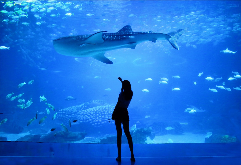 京都市水族館vs海遊館 中国語学習と育児のブログ