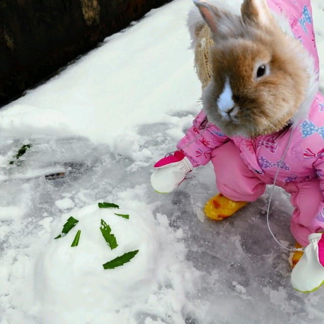 f:id:papaganbalog:20201220222208j:image f:id:papaganbalog:20201220222208j:image