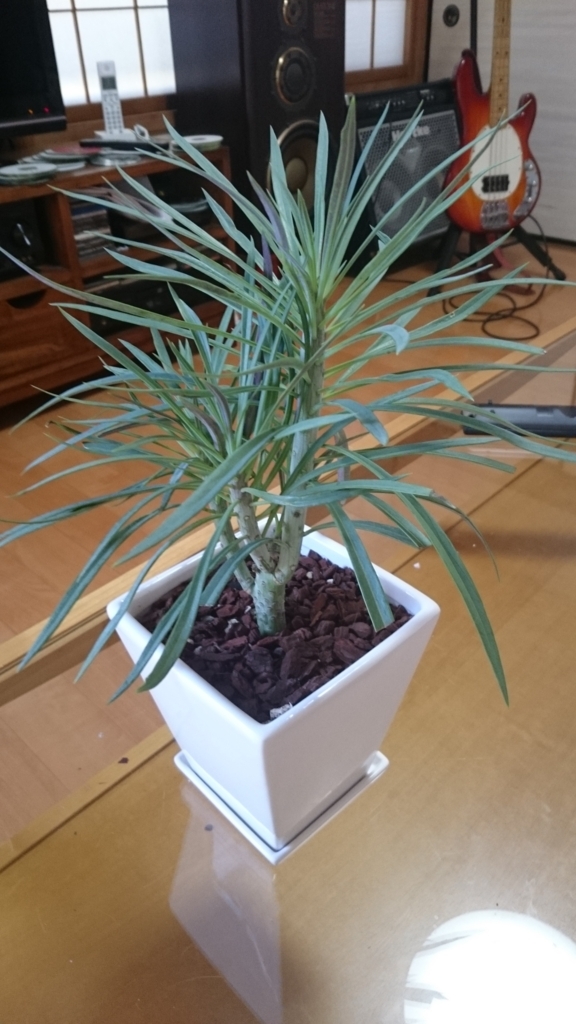 f:id:papagreen:20170630232029j:plain f:id:papagreen:20170630232029j:plain
