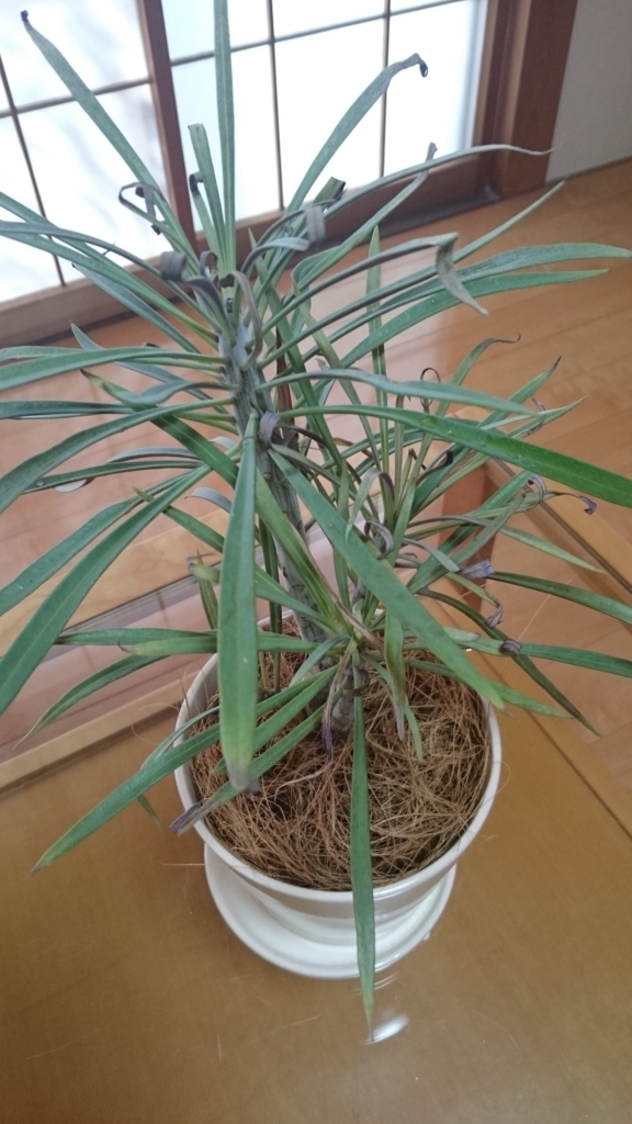 f:id:papagreen:20170725181655j:plain f:id:papagreen:20170725181655j:plain
