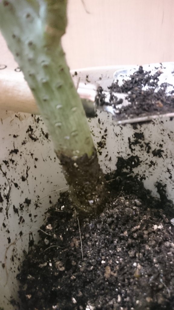 f:id:papagreen:20170801224149j:plain f:id:papagreen:20170801224149j:plain