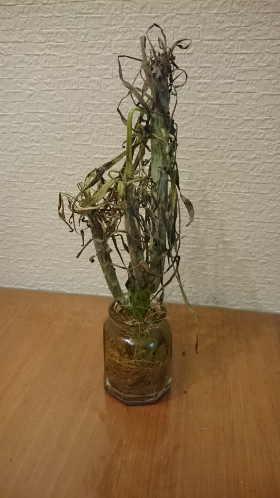 f:id:papagreen:20170801225927j:plain f:id:papagreen:20170801225927j:plain