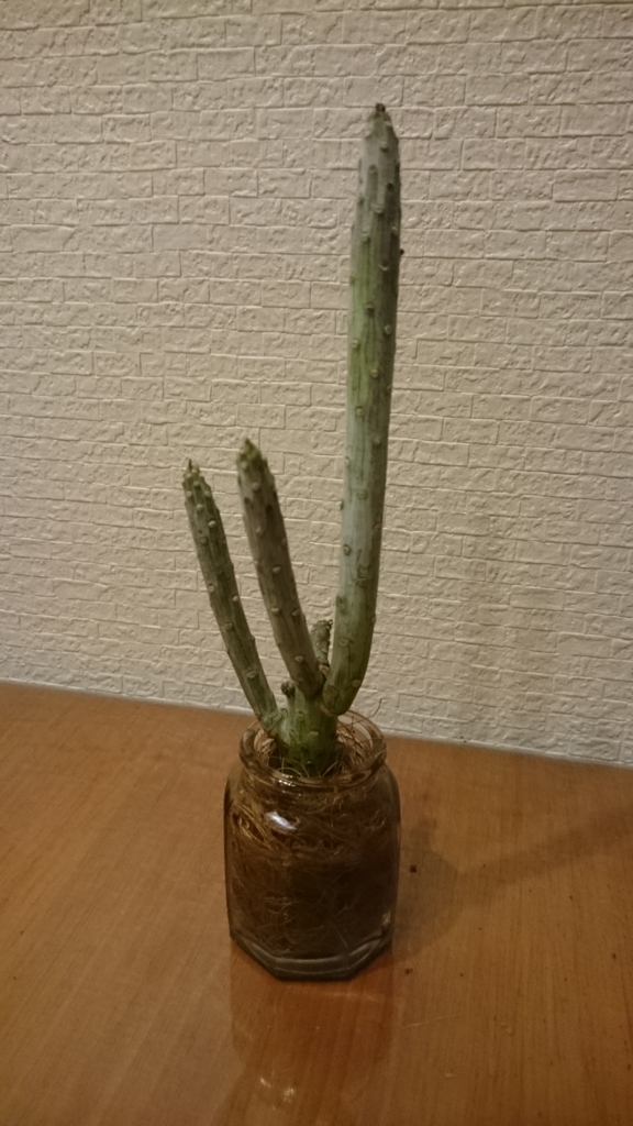 f:id:papagreen:20170801232950j:plain f:id:papagreen:20170801232950j:plain