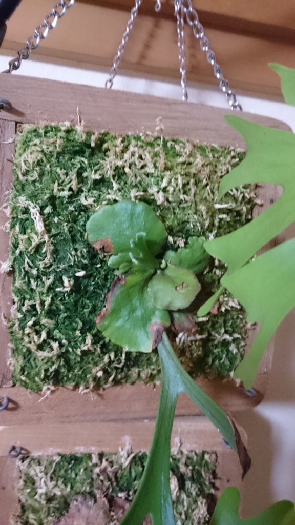 キッチャクード 細葉 ビカクシダ キッチャクード 細葉 Platycerium Mt