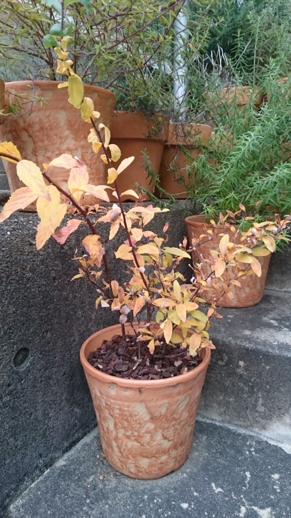 f:id:papagreen:20171217115435j:plain