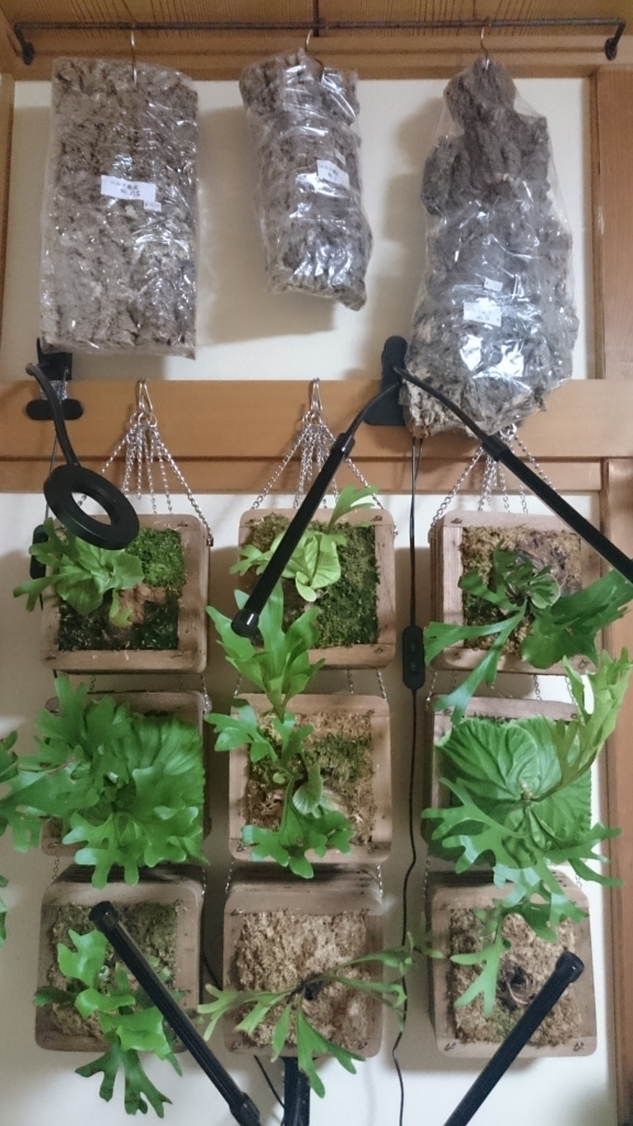 f:id:papagreen:20180122081117j:plain f:id:papagreen:20180122081117j:plain