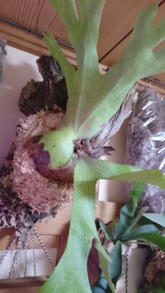 f:id:papagreen:20180202183146j:plain f:id:papagreen:20180202183146j:plain
