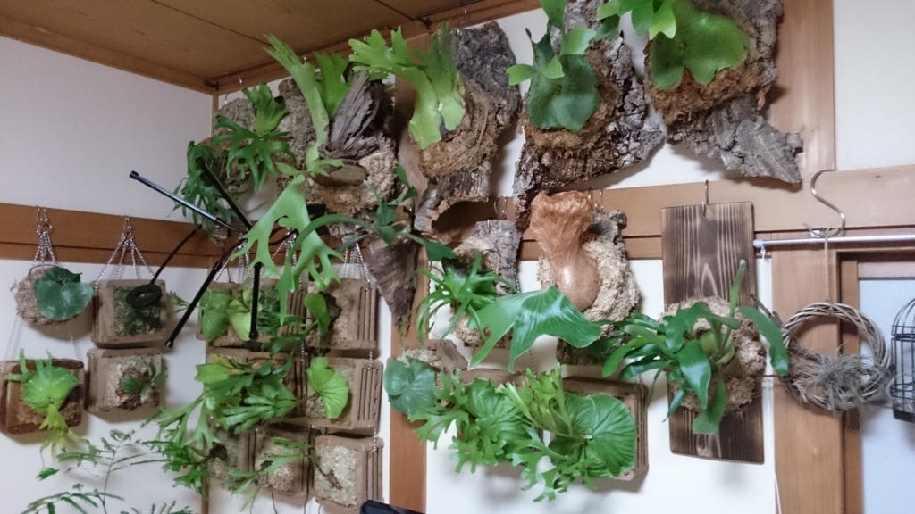 f:id:papagreen:20180213175916j:plain f:id:papagreen:20180213175916j:plain
