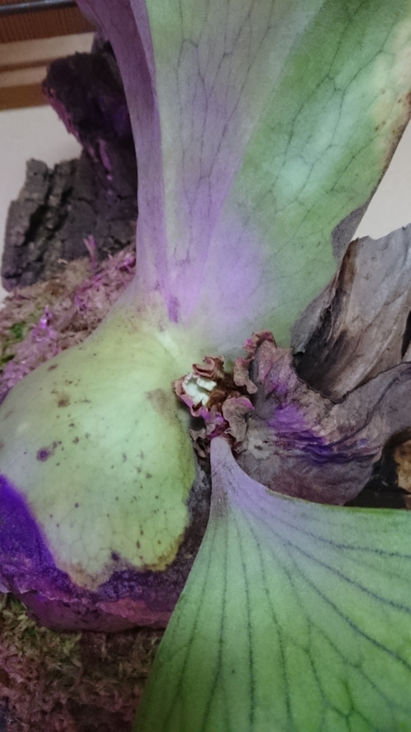 f:id:papagreen:20180308081912j:plain f:id:papagreen:20180308081912j:plain
