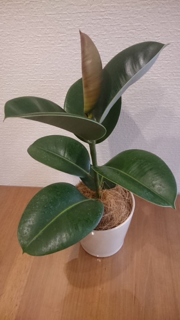 インドゴムの木 - papagreen's diary