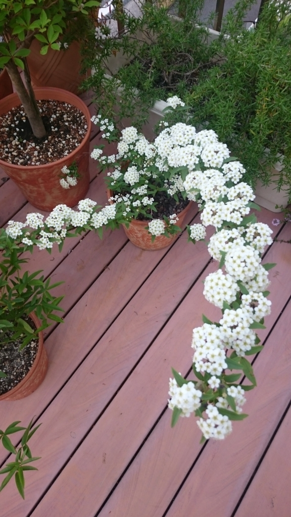 f:id:papagreen:20180424161633j:plain