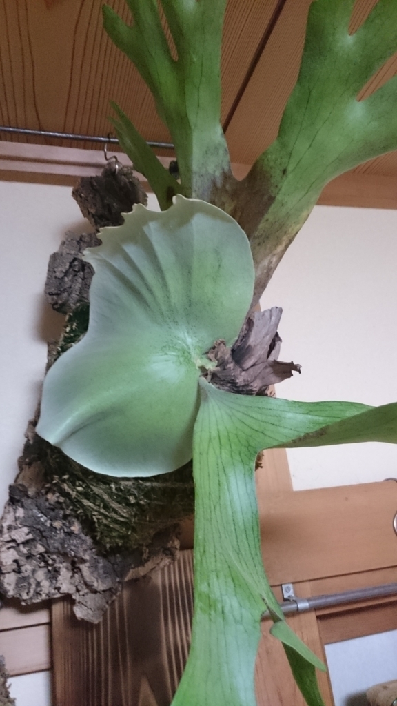 f:id:papagreen:20180425191313j:plain f:id:papagreen:20180425191313j:plain