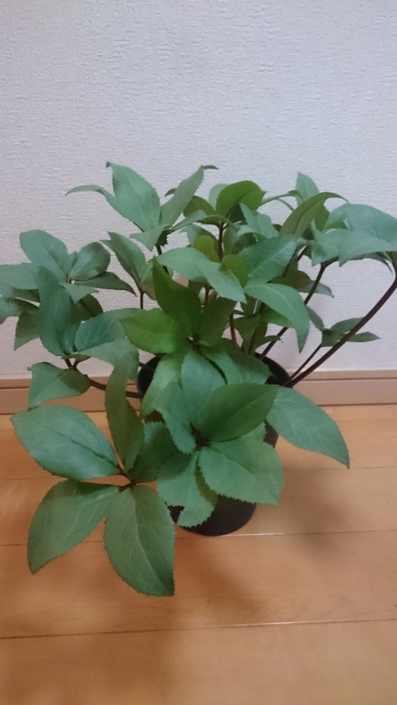 f:id:papagreen:20180502203808j:plain