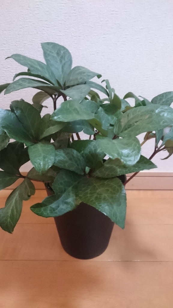 f:id:papagreen:20180502204006j:plain