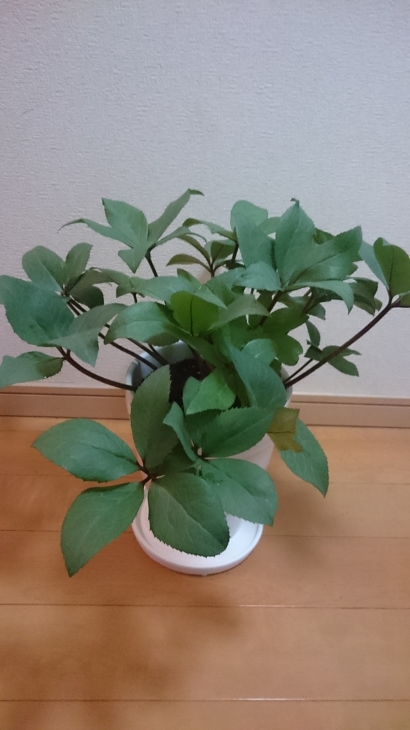 f:id:papagreen:20180505062300j:plain